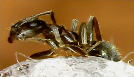 obrera Lasius