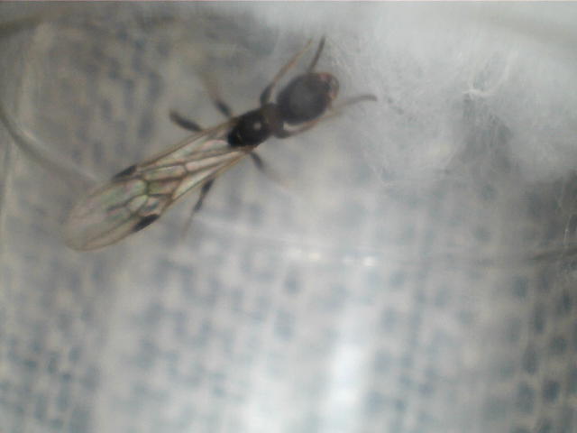 Pheidole03