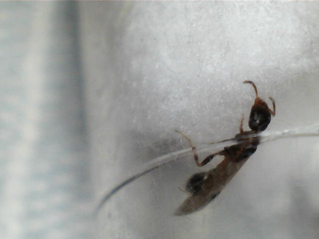 Pheidole05