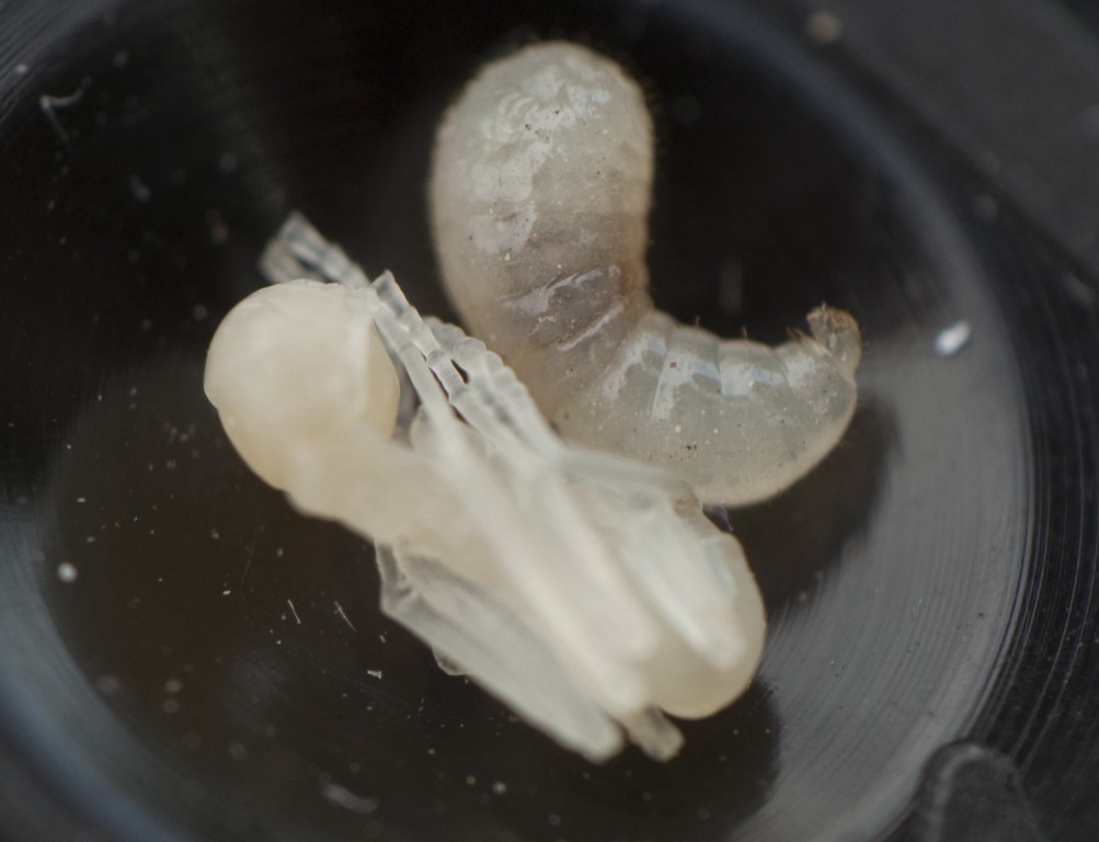 Larva ninfa