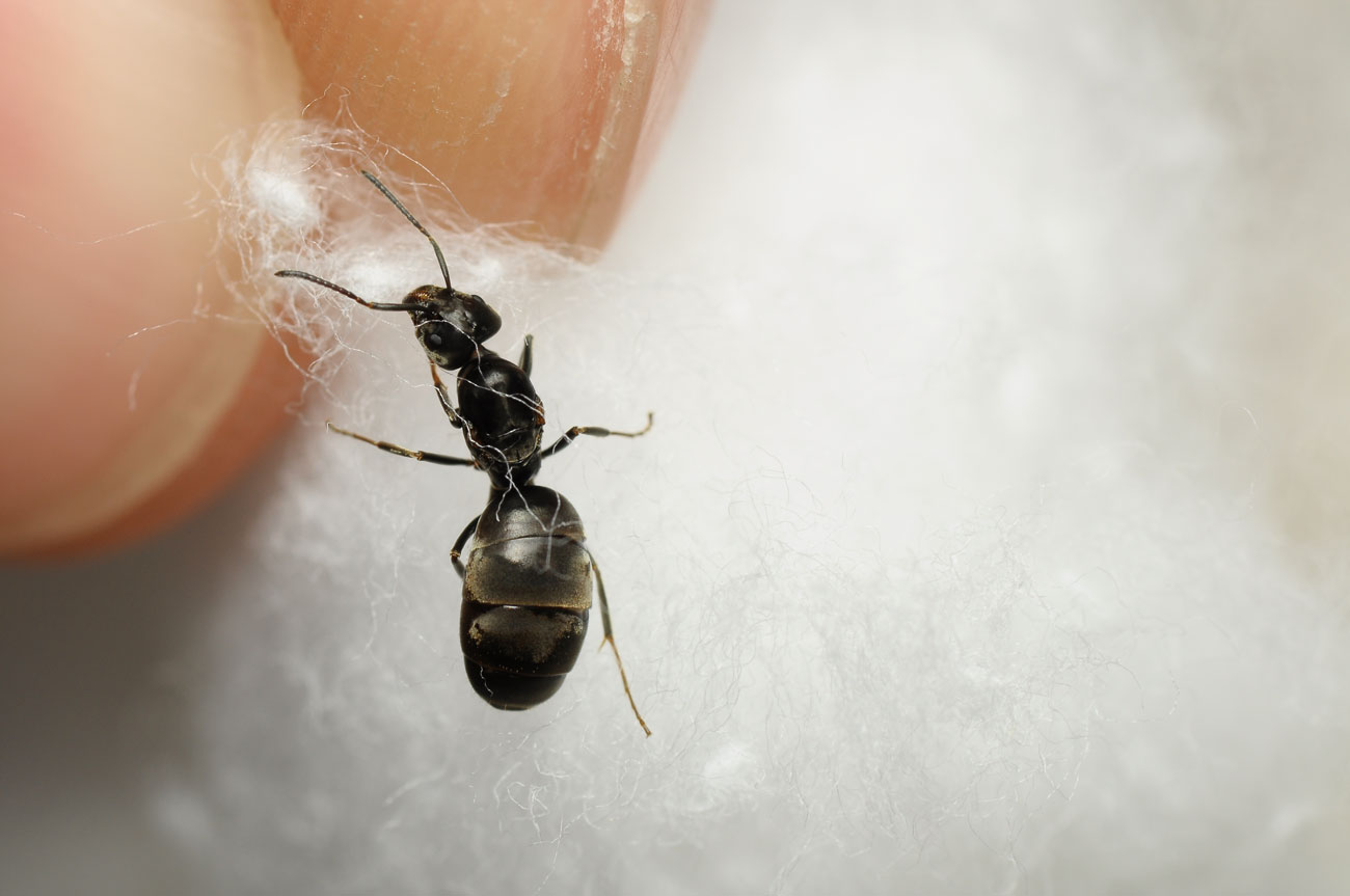 Lasius 1300