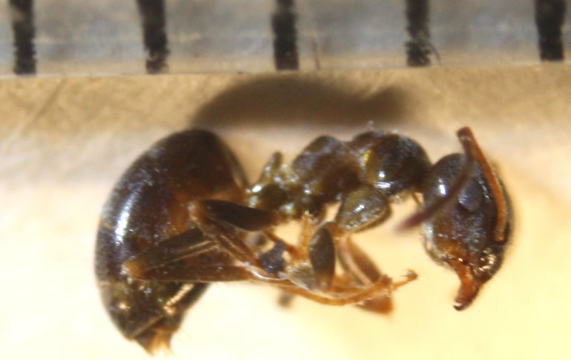 Lasius-Soria4