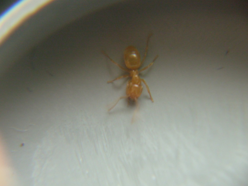 Lasius flavus2???