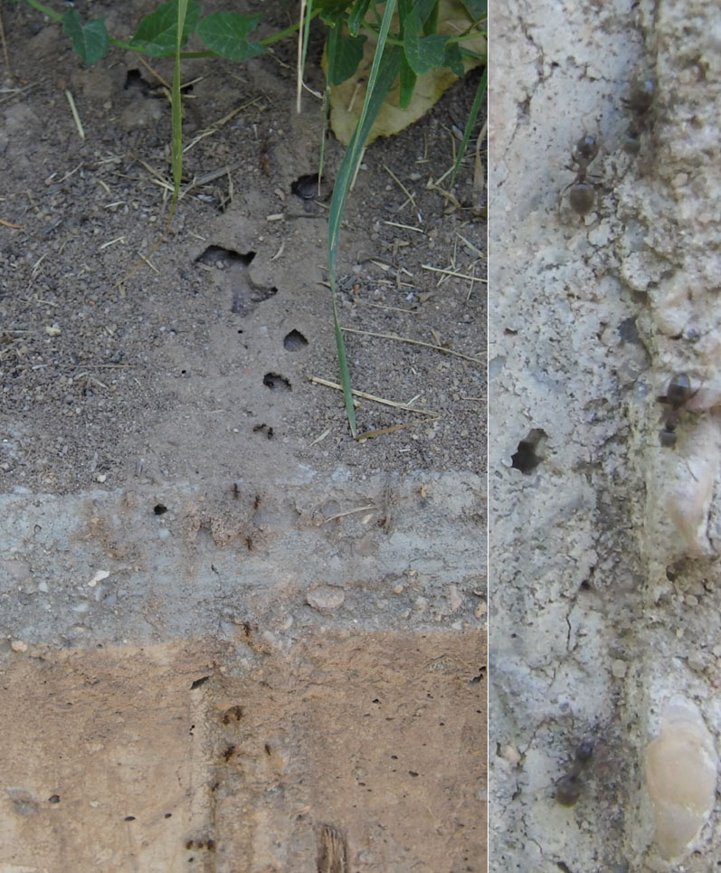Lasius sendero-Soria