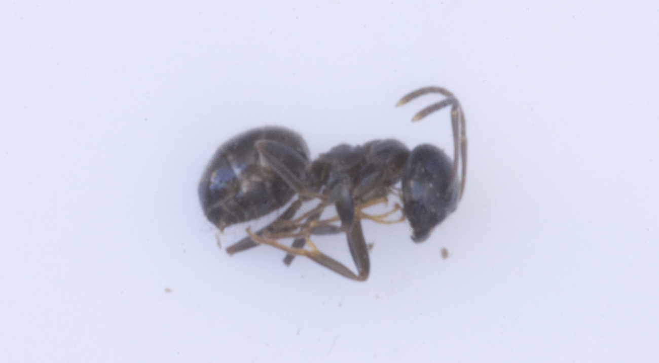 Lasius sp. (1)