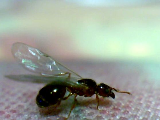 Reina F(Lateral1)