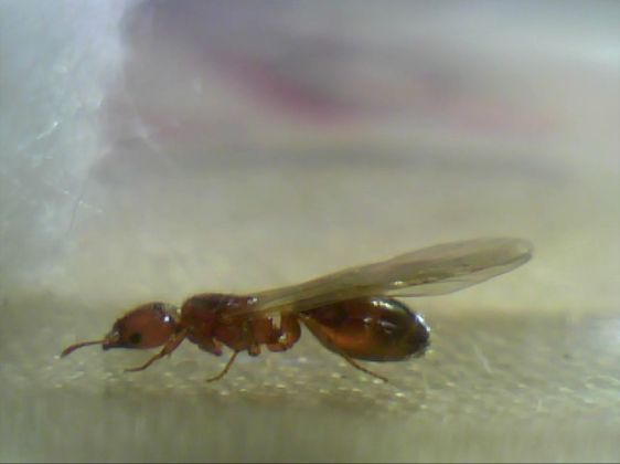 Reina B(Lateral2)