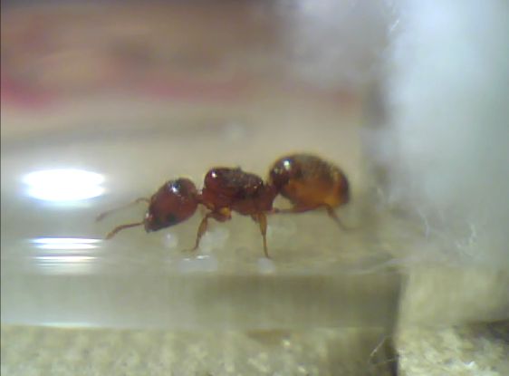 Reina C (Lateral)