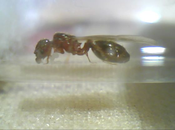 Reina E(Lateral)