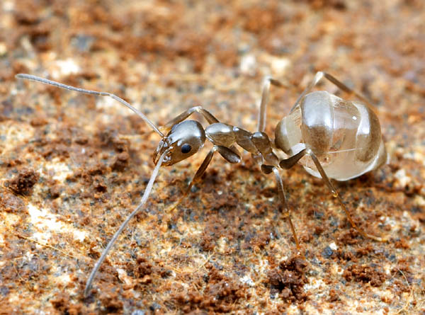 leptomyrmex gold