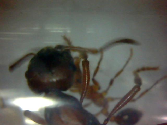 Manica rubira 3