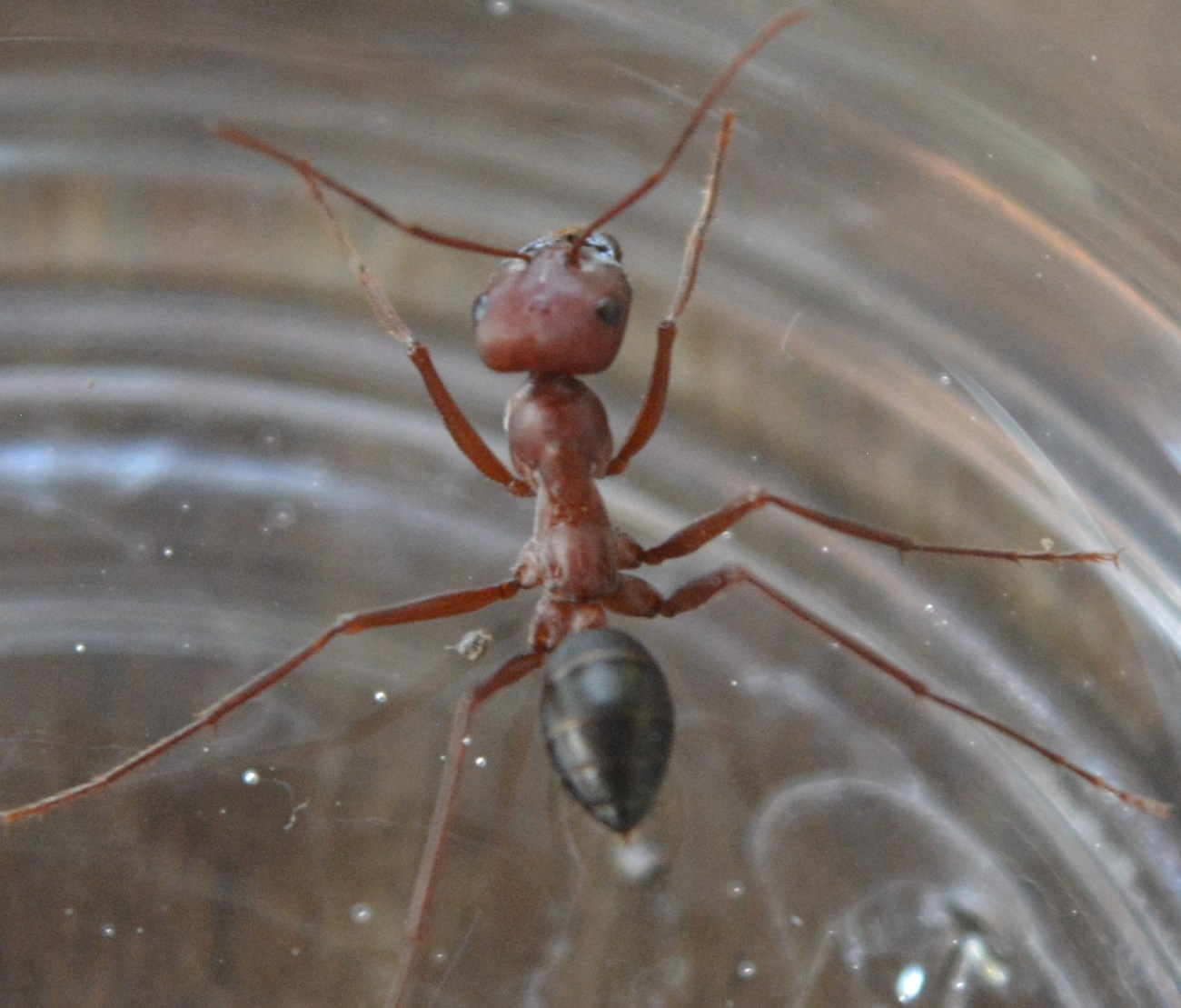 Cataglyphis Nodus
