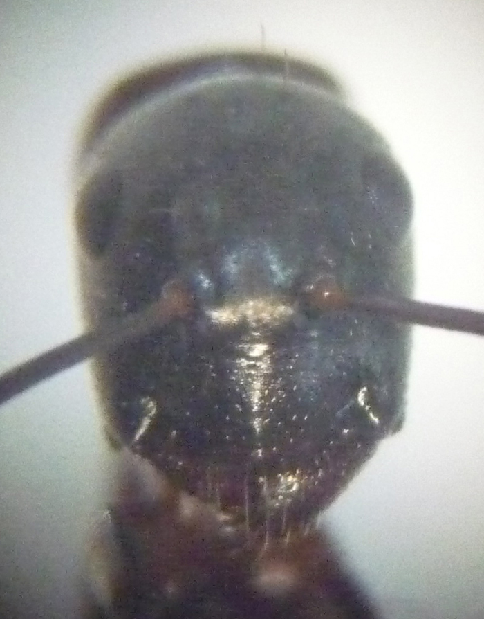 Minor_cabeza
