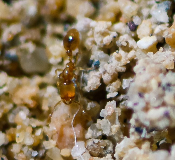 Solenopsis Molesta?