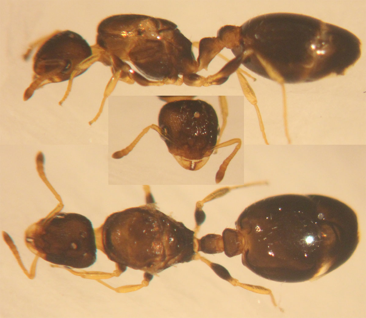Temnothorax sp-Almaz�n