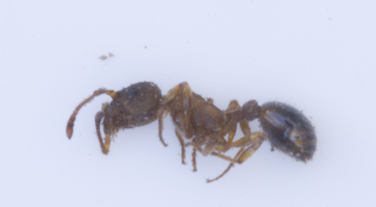 Myrmica sp. (2)