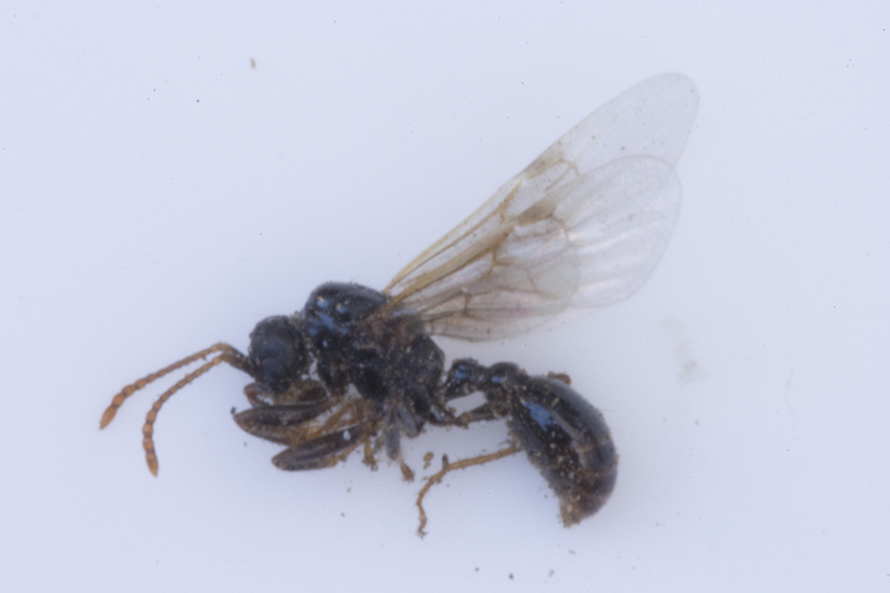 Myrmica sp. (macho)