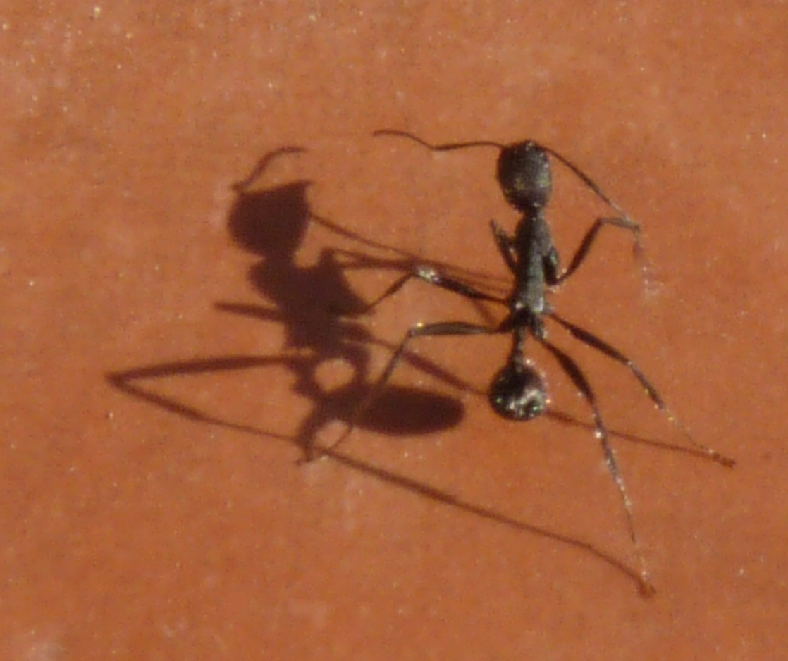 Myrmicinae2