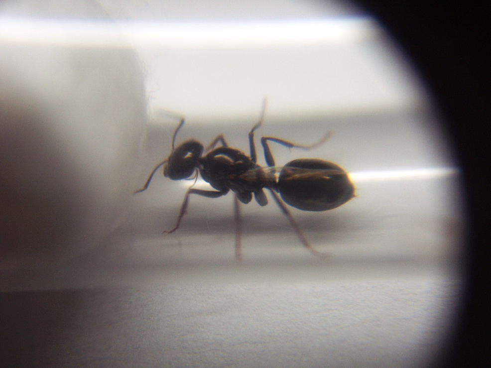 Nerviosa desconocida