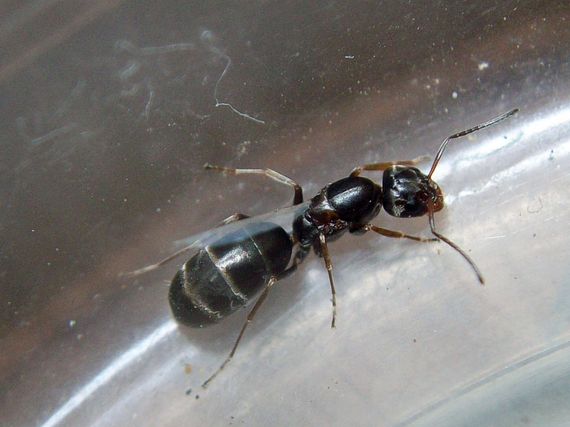 Identificar Forelius?