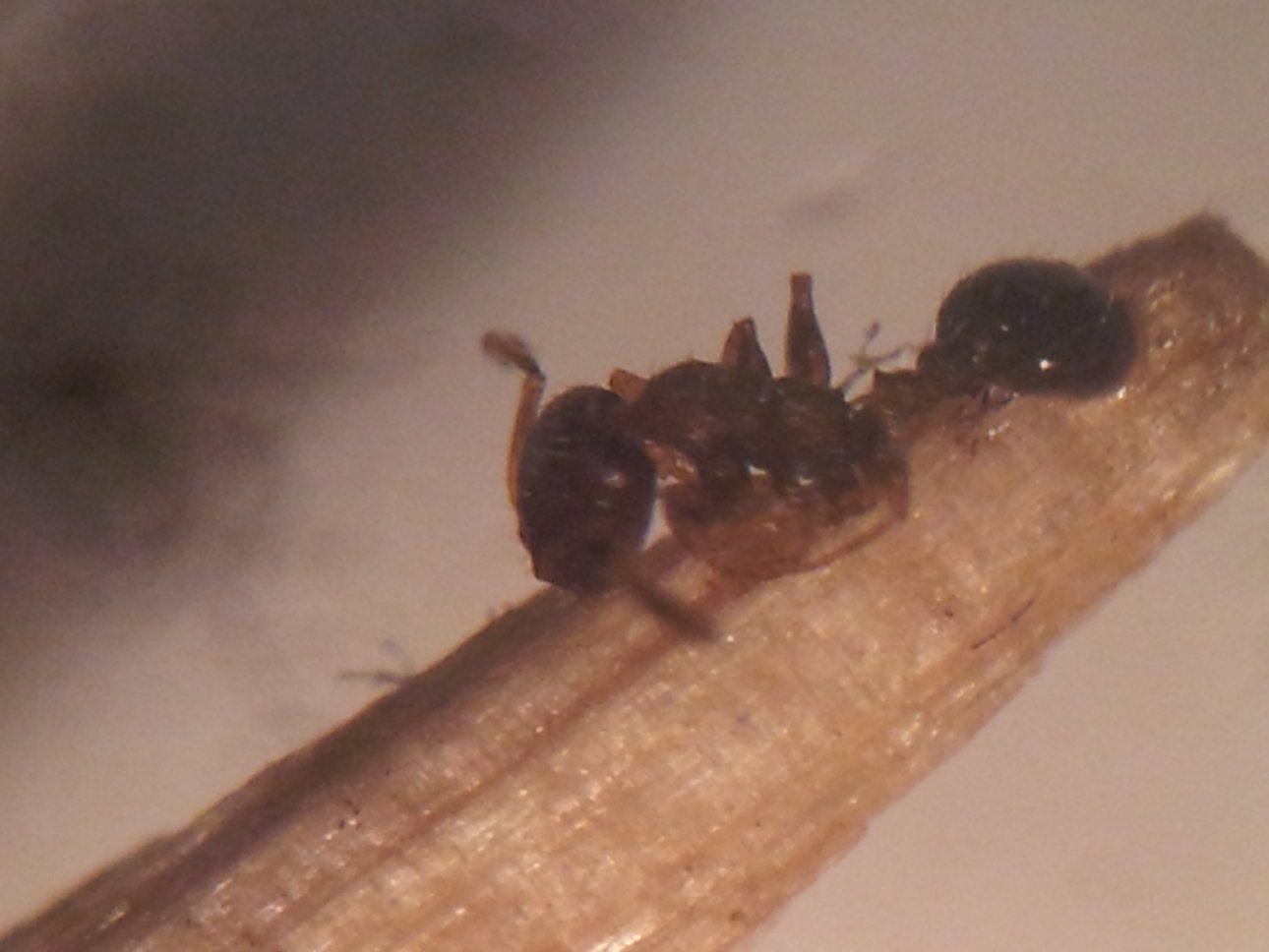 Temnothorax Algiricus?