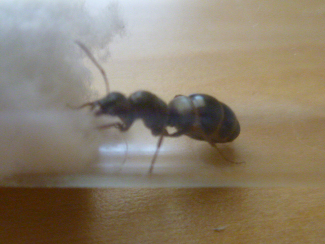 identificaci�n reina