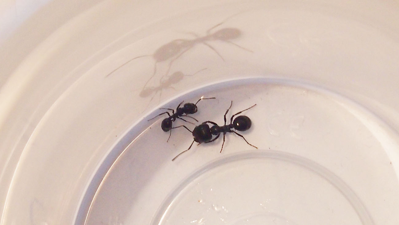 Indentificar especie