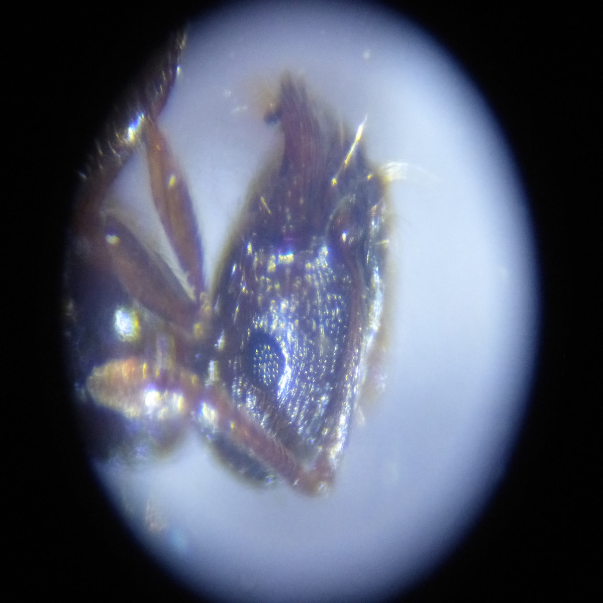 Cabeza hormiga lateral