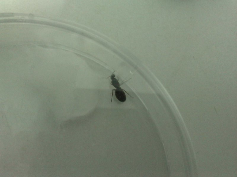 HormigaPiscina