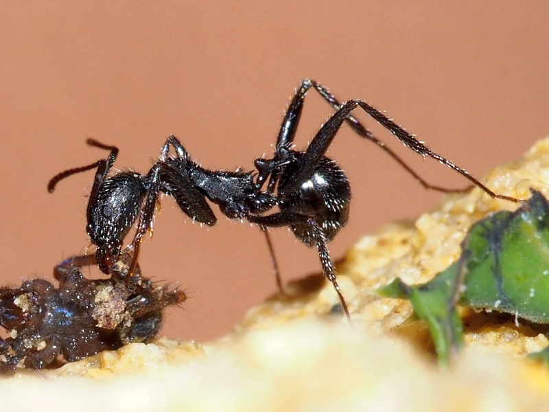 Aphaenogaster