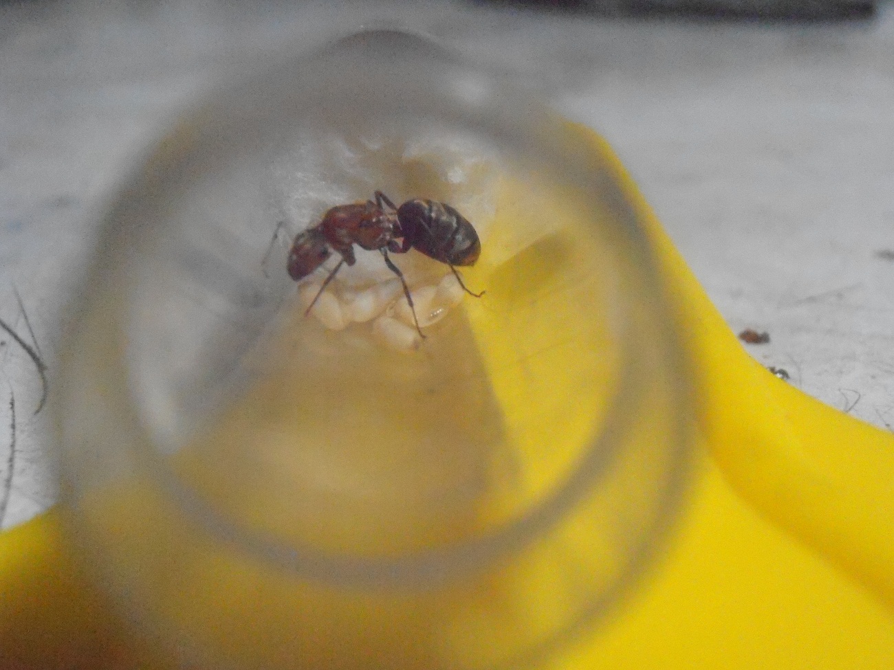 Identificar que hormiga es