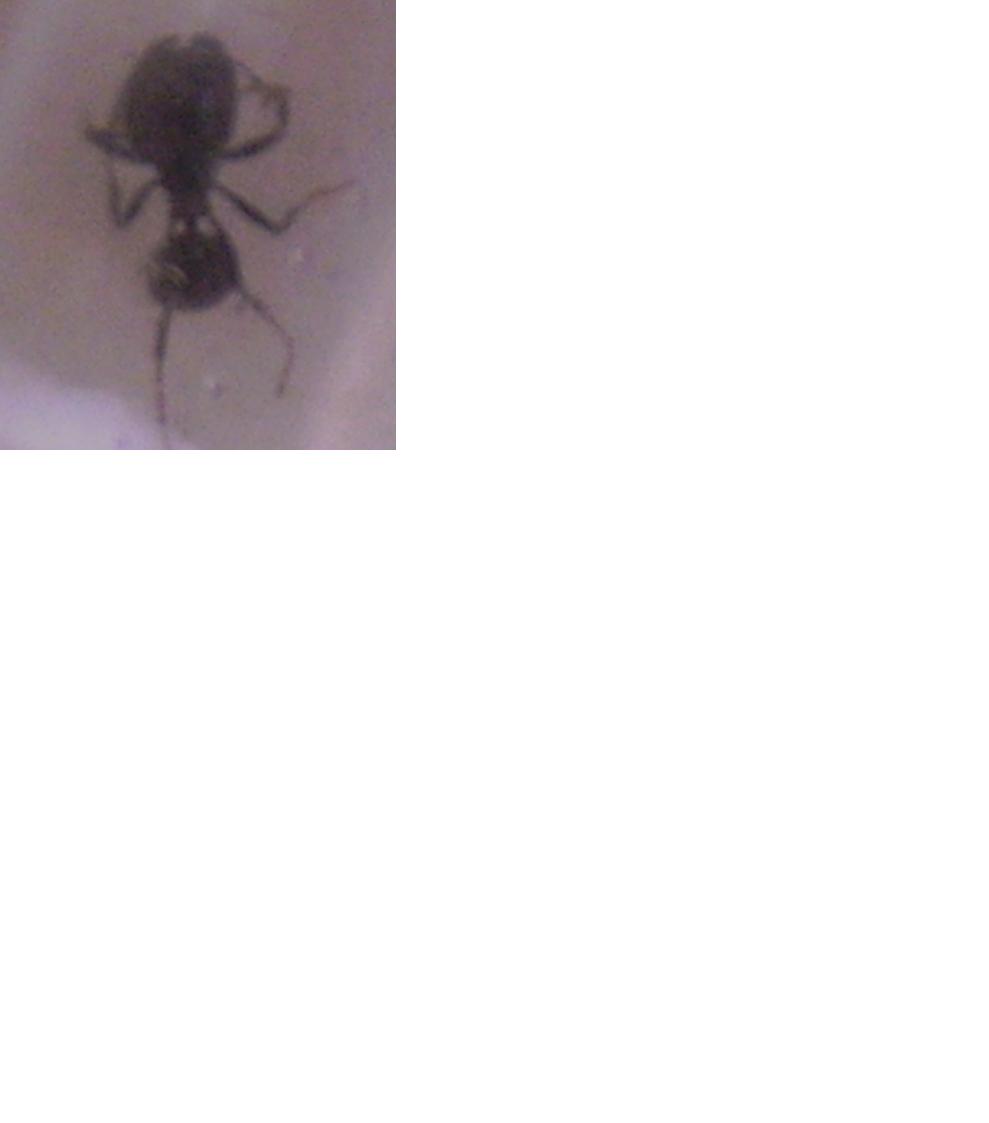 �de que especie?