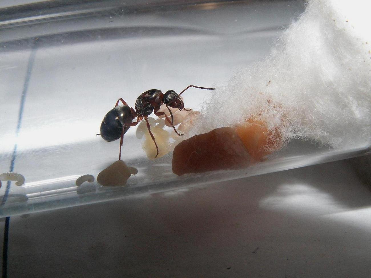 Formica?