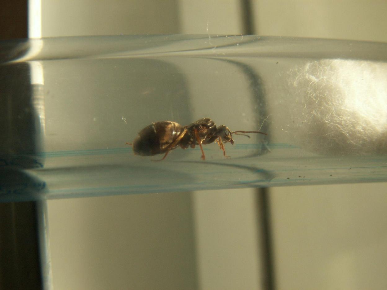 Lasius?