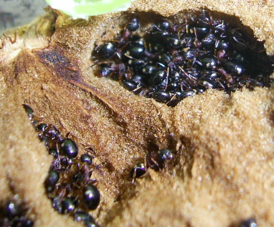 hormigas en agallas