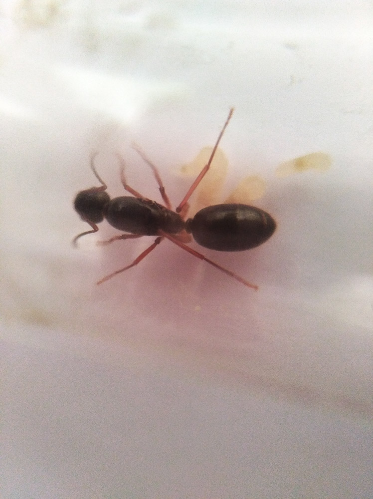 Identificar reina