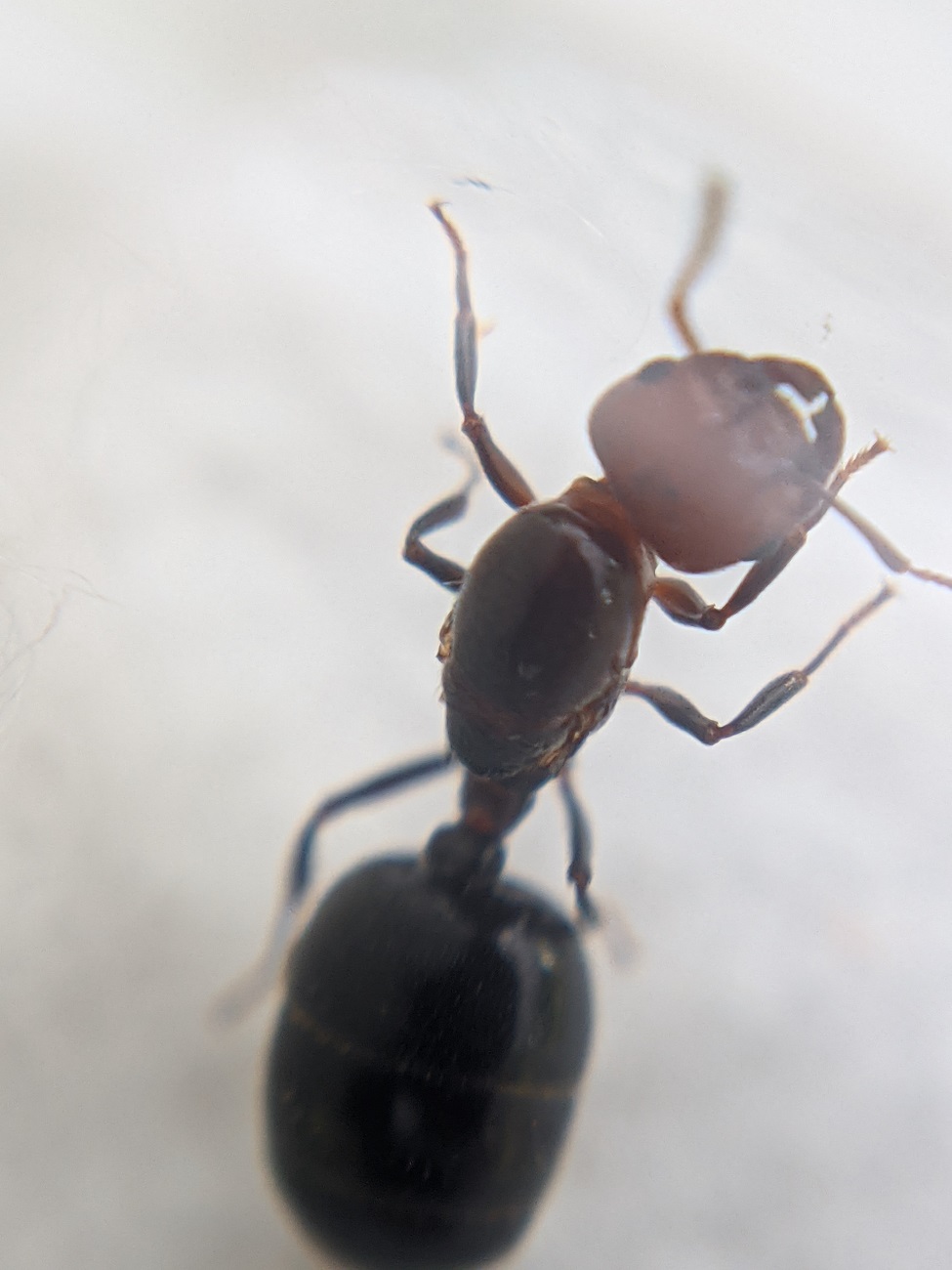crematogaster scutellaris