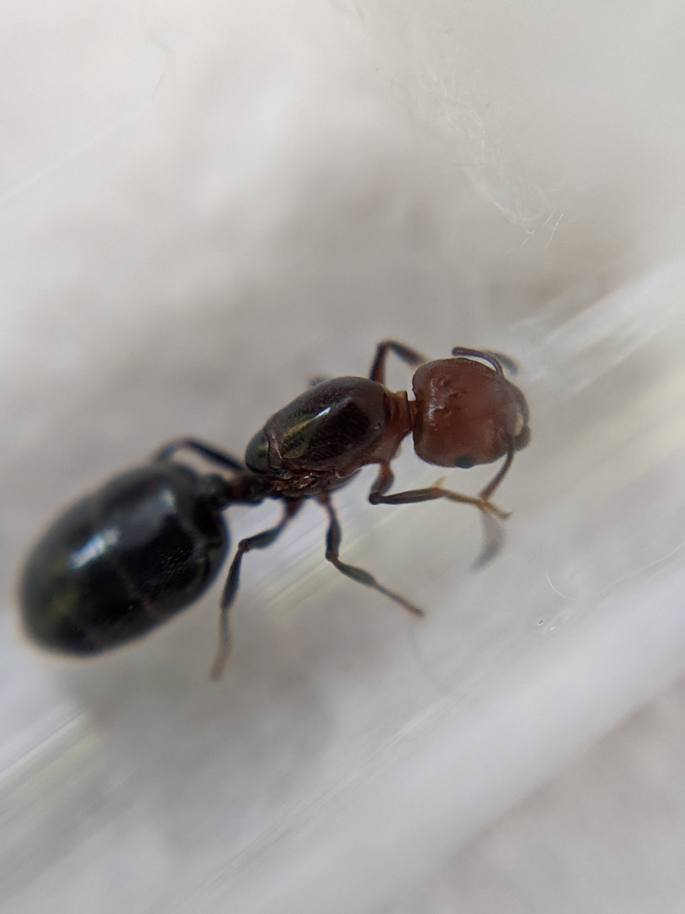 crematogaster scutellaris