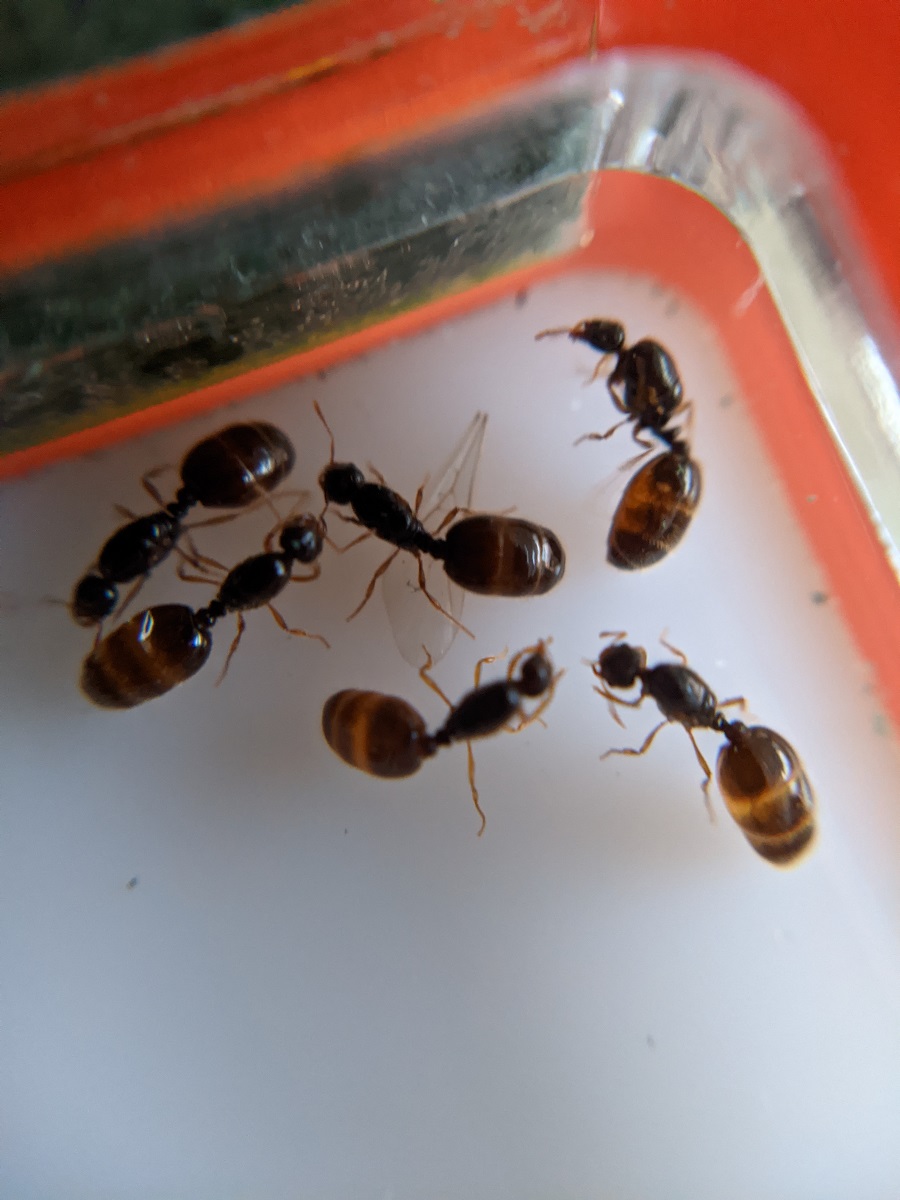 solenopsis fugax?