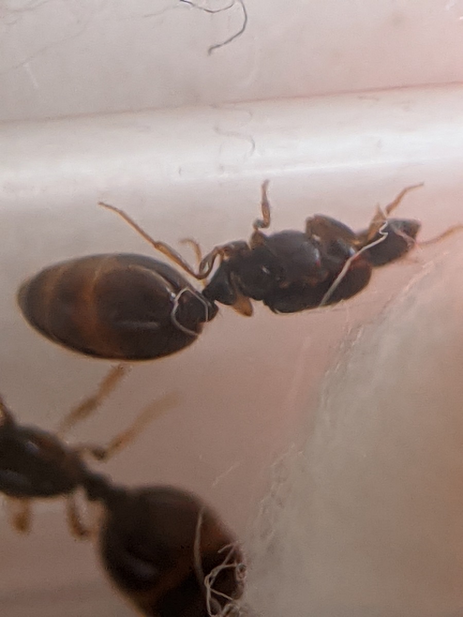 solenopsis fugax?