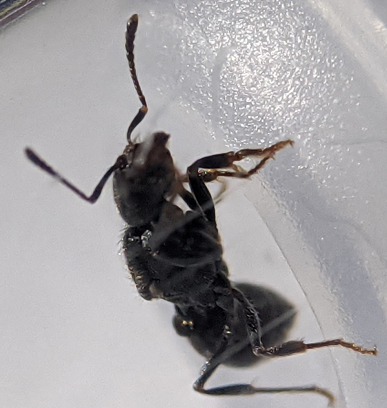 goniomma-oxyopomirmex?