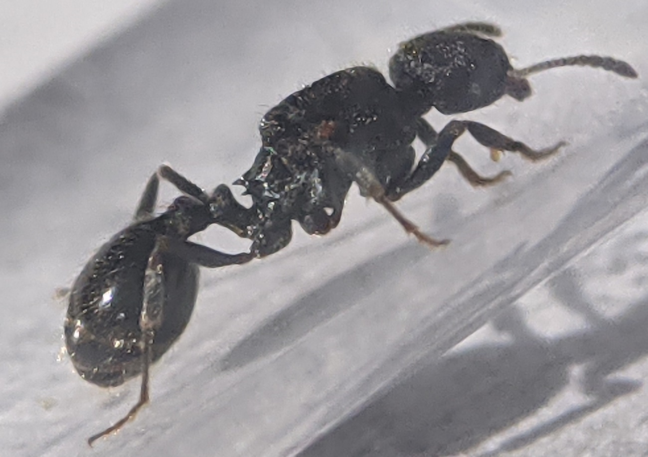 goniomma-oxyopomirmex?