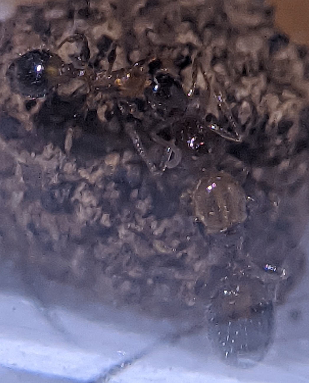 tetramorium?