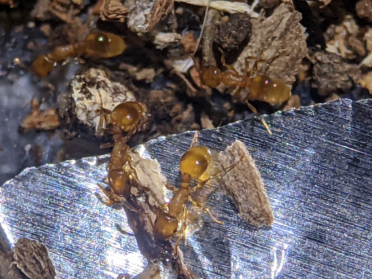 temnothorax