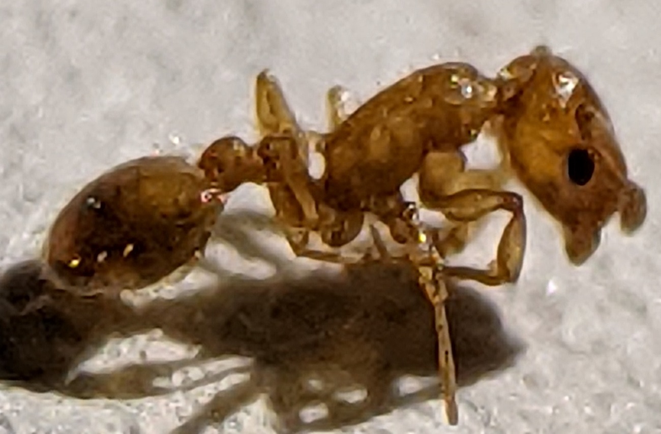temnothorax