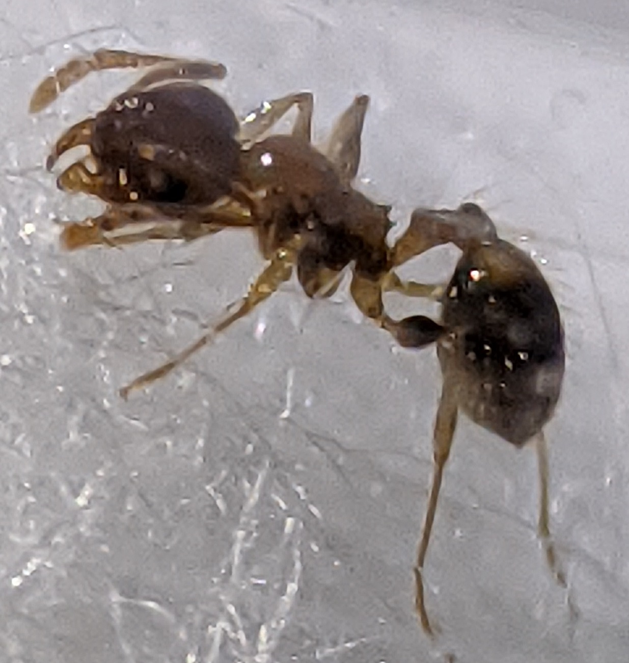 tetramorium?