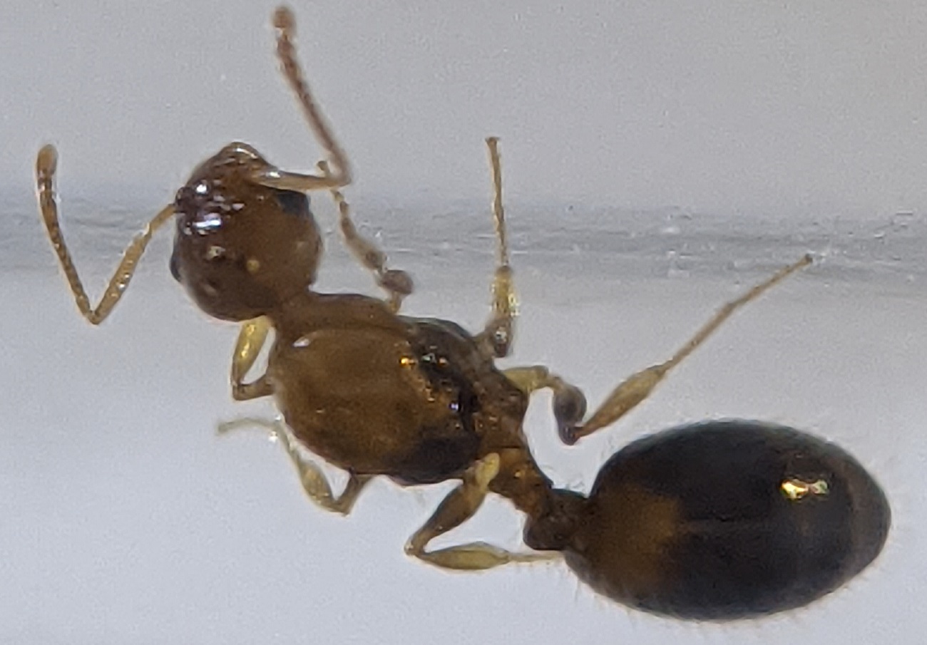 tetramorium?