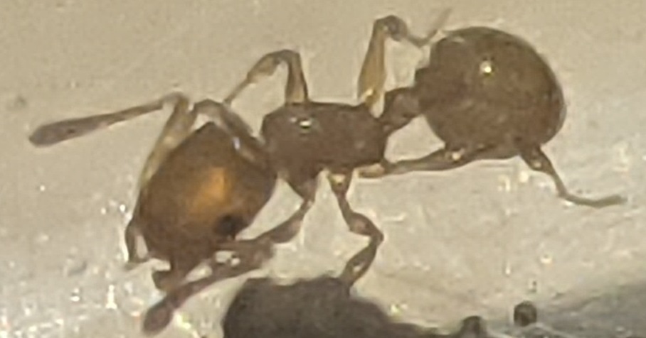 temnothorax
