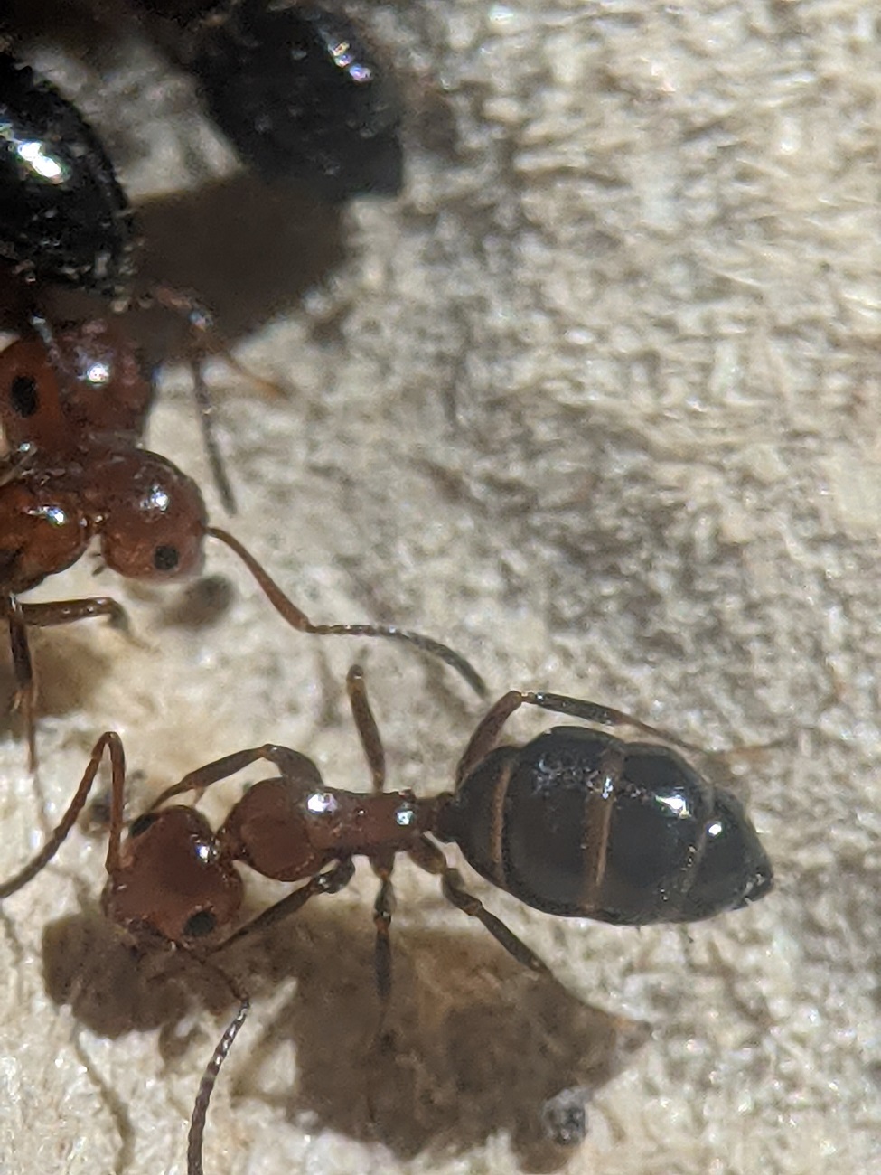camponotus lateralis