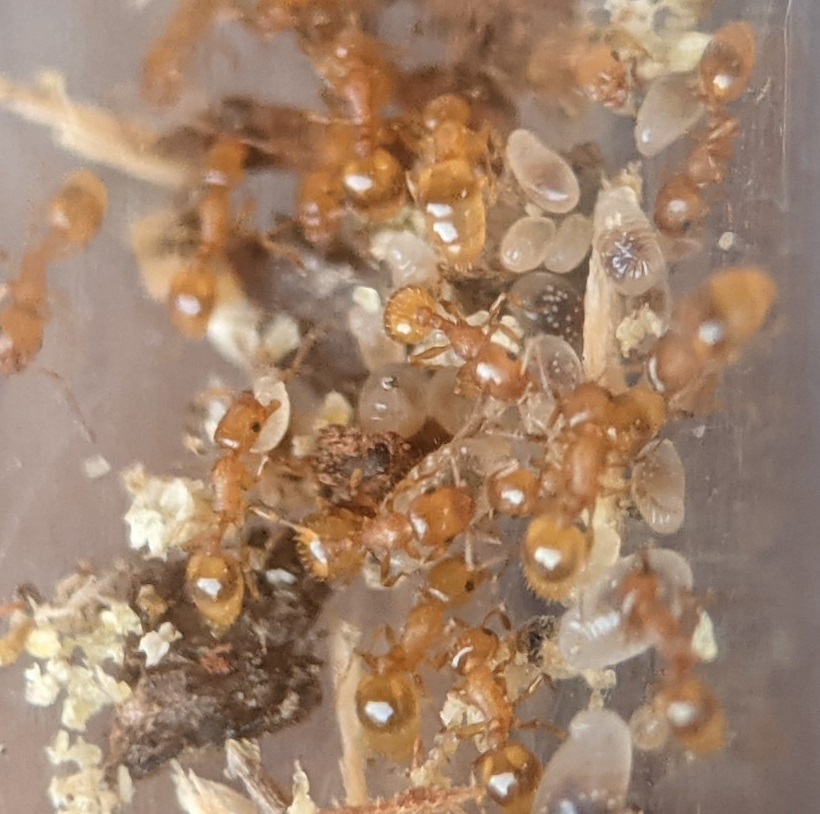 temnothorax
